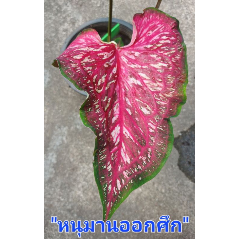 หนุมานออกศึกบอนสี เป็นบอนสีตับรามเกียรติสีแดงป้ายจุดขาวส่งกระถาง3-4นิ้ว(13/2/67)