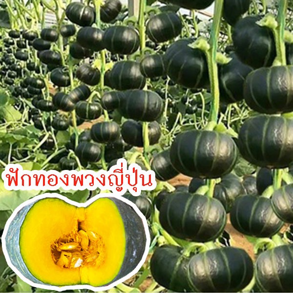ฟักทองพวงญี่ปุ่น🎯ถูกที่สุด10บ.📌เมล็ดฟักทองพวงญี่ปุ่น 2-20 เมล็ด🌱งอกง่าย☘️6-8 ลูกโลก☘️ผลดก🌱ทานอร่อย
