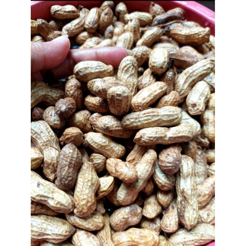 #พร้อมส่ง#ถั่วลิสง ดิบ สด พร้อมต้ม หรือเก็บ เป็นเมล็ดพันธุ์ สดจากไร่ ออแกรนิค ปลอดสารปลอดภัยน้ำหนัก 1 กิโลกรัม #ถั่วลิสง
