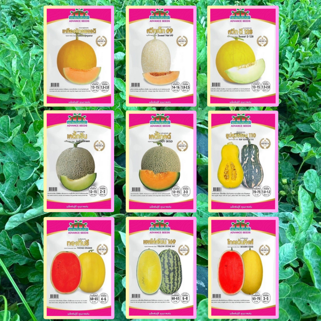 ซองใหญ่คุ้มกว่า! เมล็ดพันธุ์ แตงโม เมล่อน แคนตาลูป  ทองกินรี โกลเด้นคิงส์ เหลืองจักรพรรดิ สวีทดี ตะวันต้นกล้า