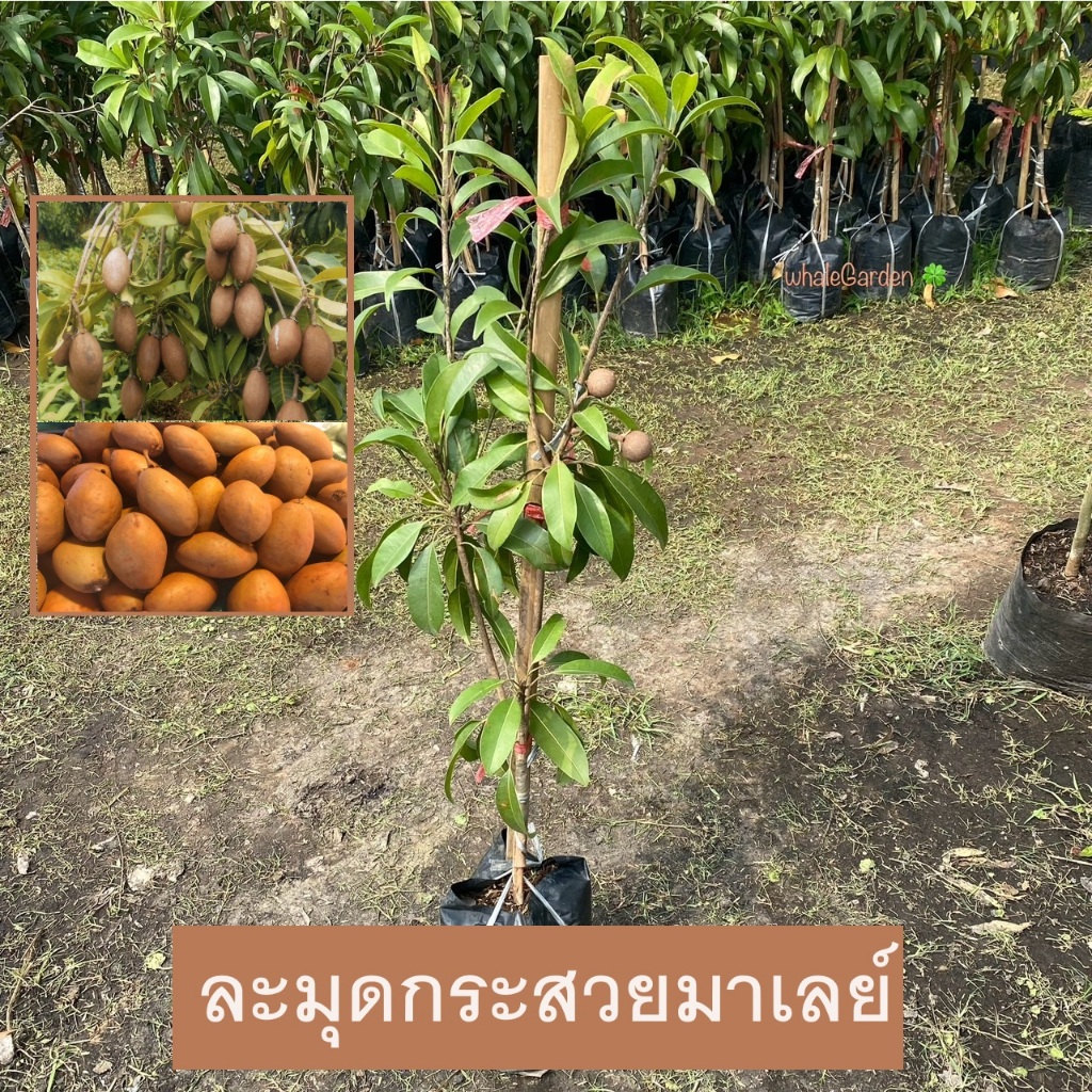 ต้นละมุด พันธุ์ ละมุดกระสวยมาเลย์ ทาบกิ่ง ให้ผลเร็ว 1ปี ละมุด ต้นสูง Sapodilla (รับประกัน ส่งใหม่ฟรี หากสินค้าเเสียหาย!)