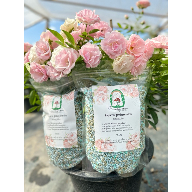 [ขนาด 500 กรัม]ปุ๋ยกุหลาบ สูตรบำรุง ครบส่วน คุ้มค่า ดอกไม้ตกแต่งบ้าน สวยงามไว้ใจ Candy Rose
