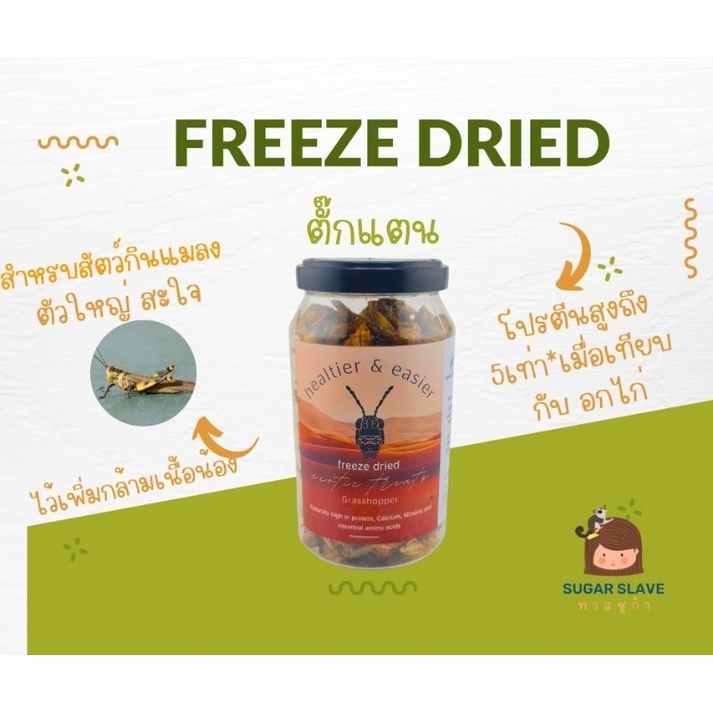 Grasshopper ตั๊กแตนมากไปด้วยโปรตีน ผลิตภัณฑ์ ฟรีสดราย ชูก้าไกลเดอร์ เม่นแคระ กระรอก ลิง มาโมเสท