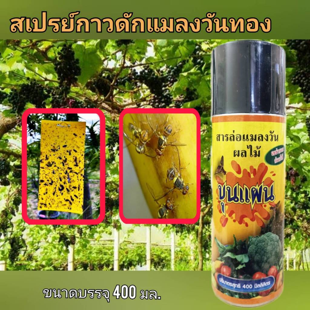 สารล่อแมลงวันผลไม้ ตราขุนแผน ยาล่อแมลงวันทอง สเปรย์กาวล่อแมลงวันทอง