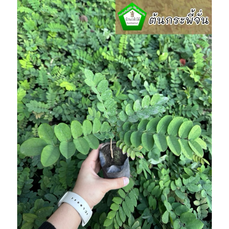 ต้นกระพี้จั่น 🎉ต้นแข็งแรง 🌿 สินค้าเสียหาย แจ้งทางร้านได้เลยจ้า