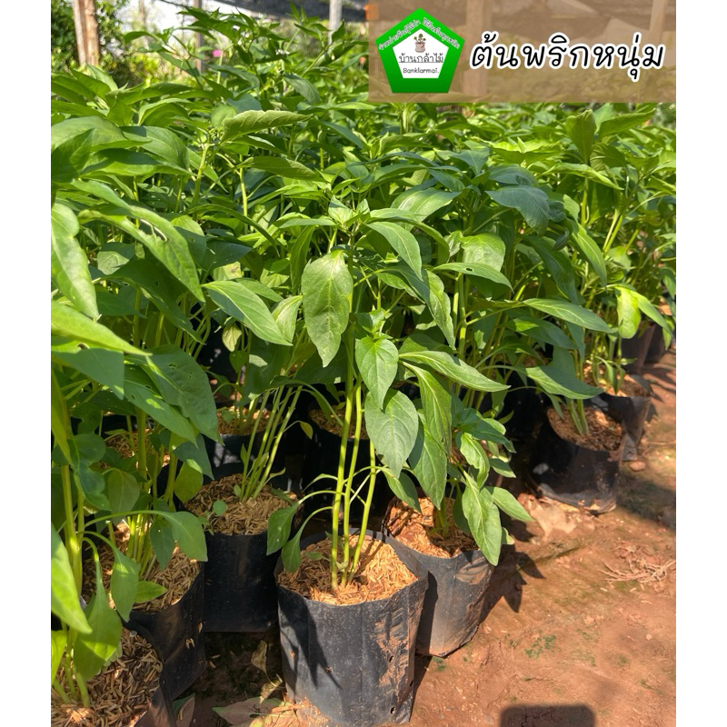 ต้นพริกหนุ่ม พริกจินดา ต้นแข็งแรง 🌿 สินค้าเสียหาย แจ้งทางร้านได้เลยจ้า
