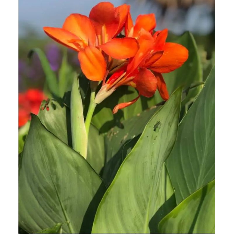 เมล็ดพันธุ์พุทธรักษาสีส้ม(สีแสด)