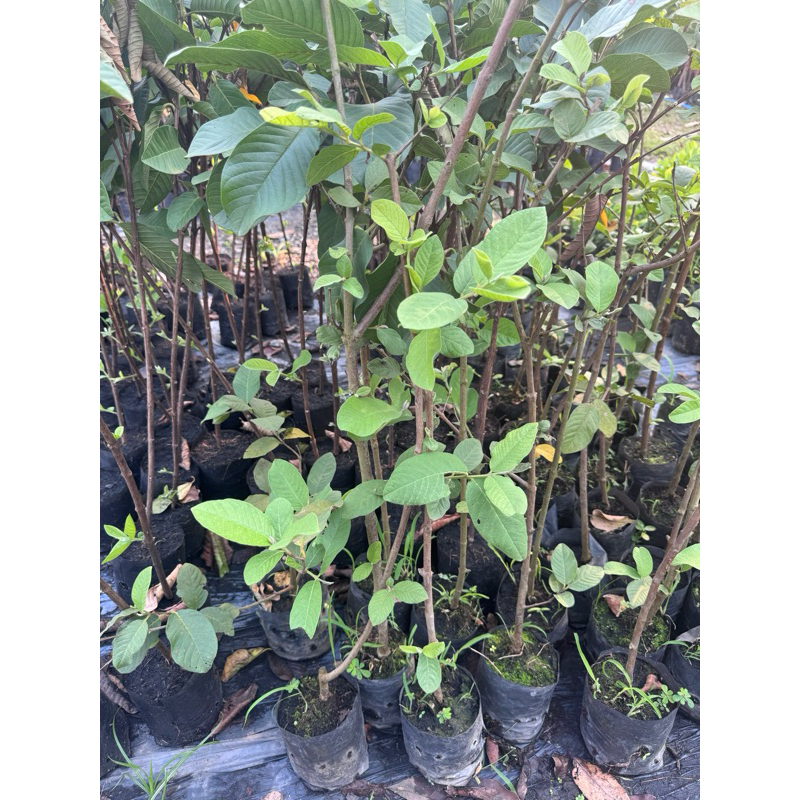 ต้นฝรั่งสุ่ยมี่สายน้ำผึ้ง ของแท้ พร้อมปลูก เกิดการเสียหาย รับผิดชอบทุกกรณี
