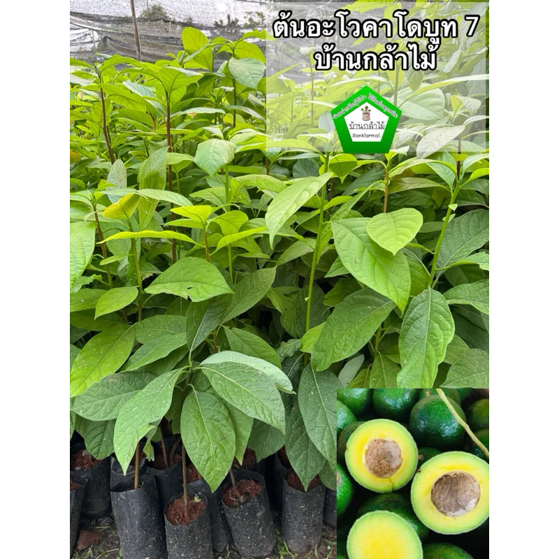 ต้นอะโวคาโดบูท7 ออกผลไว 🎉ต้นแข็งแรง 🌿 สินค้าเสียหาย แจ้งทางร้านได้เลยจ้า
