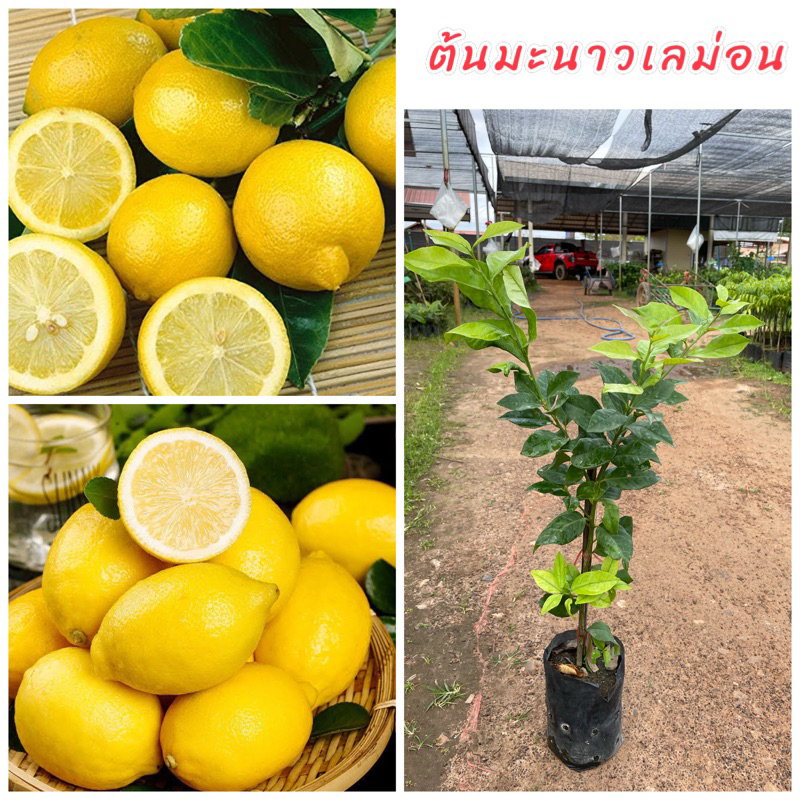 มะนาวเลม่อน กิ่งตอน ต้นเตี้ยลูกดกมาก รสชาติเปริ้ยว ขนาดต้น 50-60ซม.