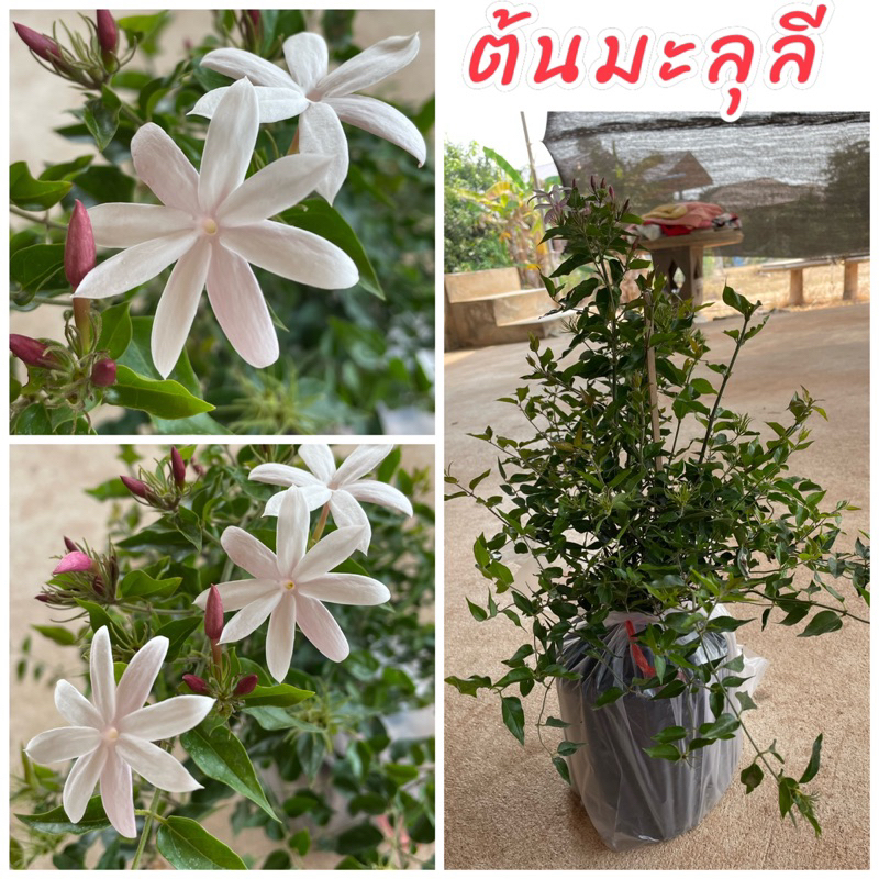 ต้นมะลุลี หรือ มะลิพวง แบบชำกิ่ง ไม้เลื้อยดอกมีกลิ่นหอมทั้งวัน ดอกสีขาว ปลูกง่ายดูแลง่าย ขนาดต้น 40ซม.