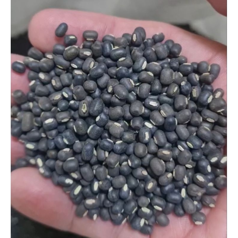 ถั่วแขก ถั่วแขกเพาะงอก ยี่ห้อ SP ทำถั่วงอก ขนาด 5 kg