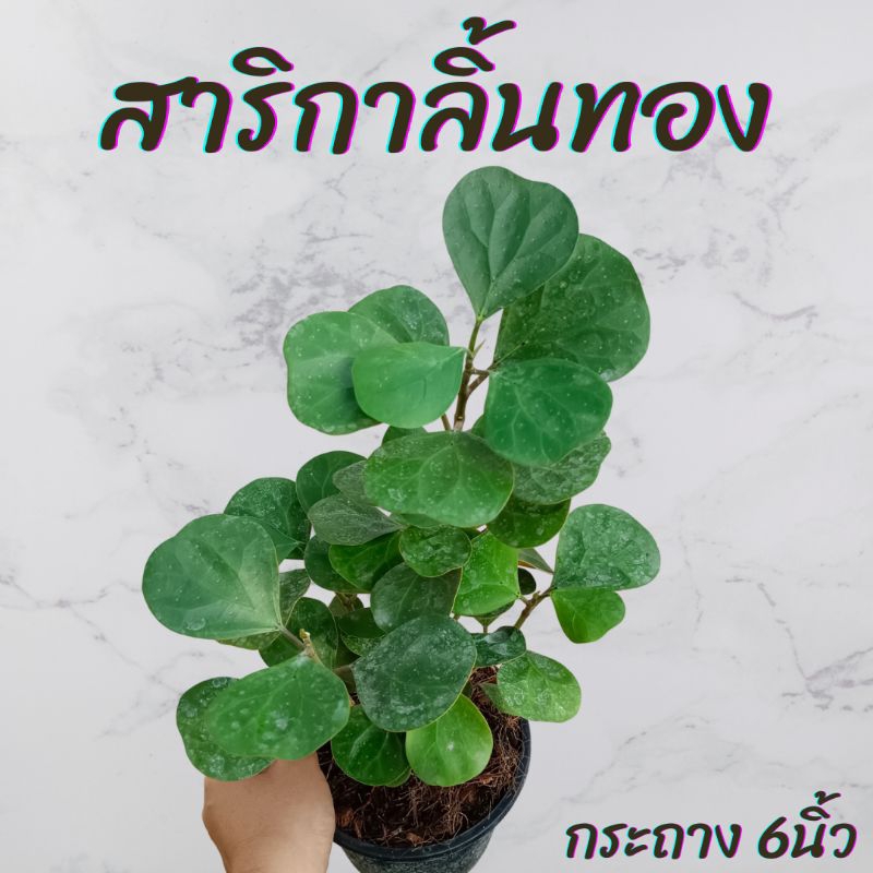 ต้นสาลิกาลิ้นทอง กระถาง 6นิ้ว