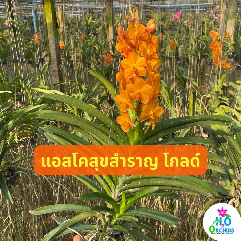 กล้วยไม้ แอสโคสุขสำราญ โกลด์ ดก เลี้ยงง่าย (Ascocenda Suksamran Gold)