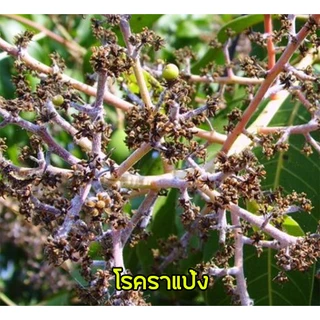เคน-พิเนบ (โพรพิเนบ) สารเดียวกับแอนทราโคล เก่งโรคใบจุด ราน้ำค้าง โรคราแป้ง แอนแทรกโนส โรคใบจุดสีม่วง ( 1 กิโลกรัม )