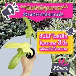 (5 แถม 1)✅เฉพาะไม้เลี้ยงในร่ม ในบ้านได้ ช่วยฟอกอากาศ 3 นิ้ว ✅แจ้งต้นแถมทางแชท ต้นไม้