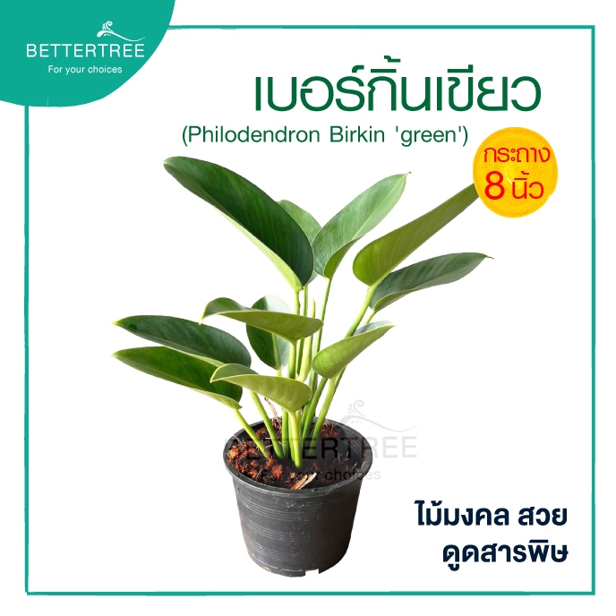 เบอร์กิ้นเขียว (กระถาง 8 นิ้ว) ต้นไม้ฟอกอากาศ ต้นไม้ในร่ม ต้นไม้