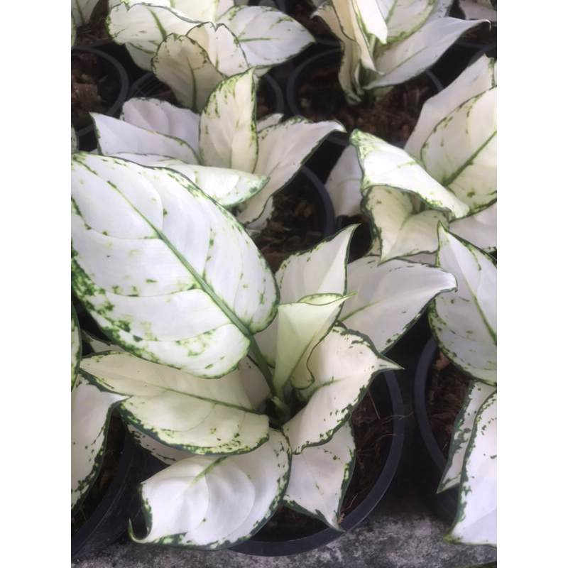 ต้นซูเปอร์ไวท์ ต้นซูเปอร์เรด กระถาง 5" ตระกูล Aconima ไม้มงคลประดับบ้าน