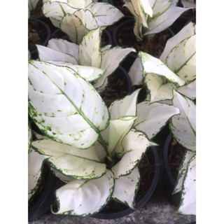 ต้นซูเปอร์ไวท์ ต้นซูเปอร์เรด กระถาง 5