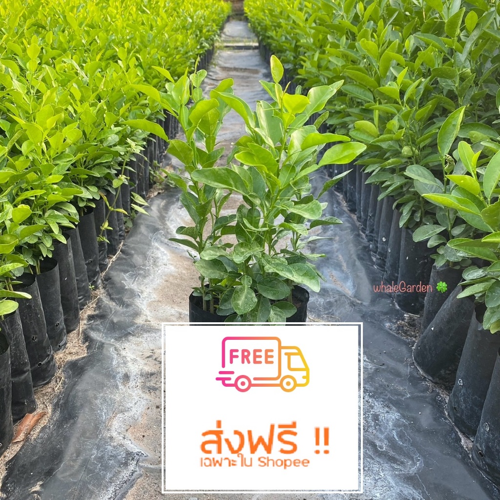 ** โปรส่งฟรี ต้นมะกรูด มะกรูด ชุด3ถุง (1ถุงมี2-3ต้น) ราคาถูก Kaffir lime (รับประกัน ส่งใหม่ฟรี หากสินค้าเเสียหาย!!)