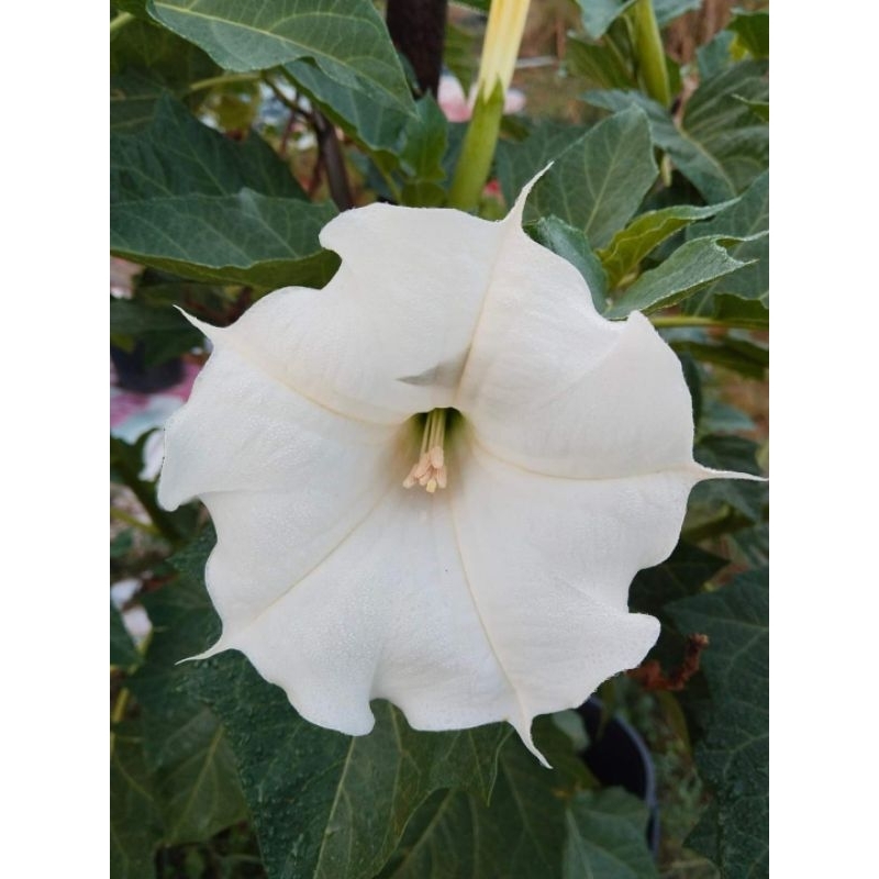 ลำโพงขาว มะเขือบ้า ขายผลสด 1 ผล 50 บาท(สำหรับทำยาหรือวิจัย) - รูปที่ 5