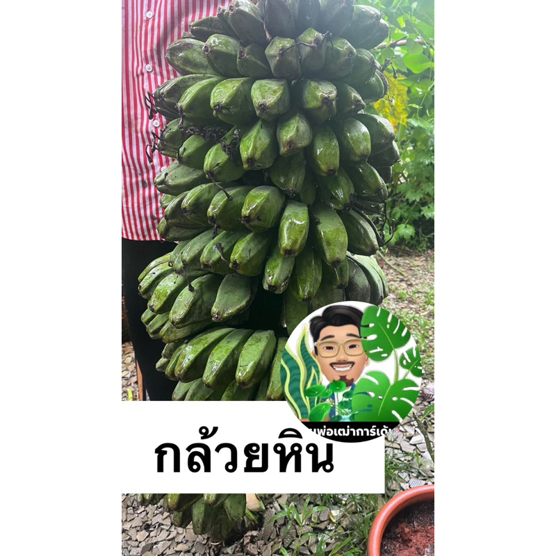 กล้วยหินแก่ 1 หวี พร้อมส่ง