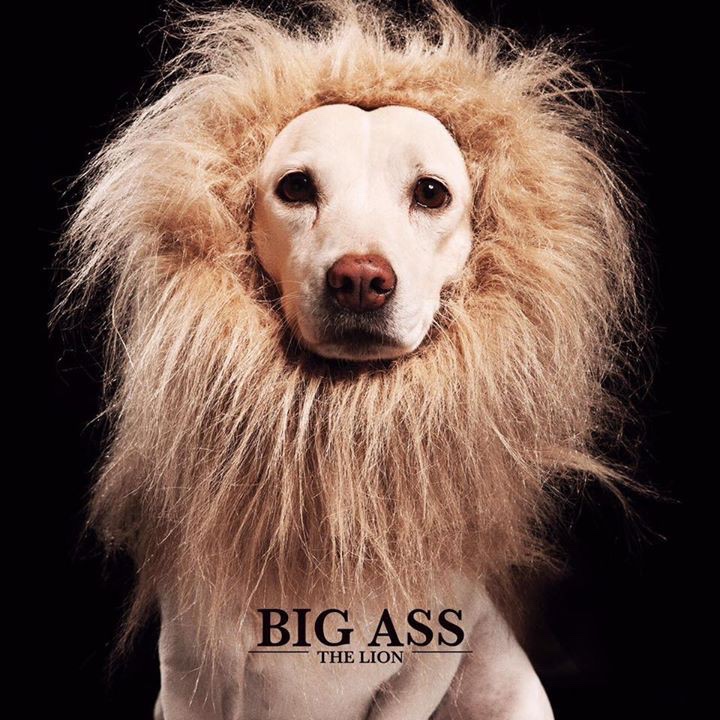 CD Big Ass - The Lion