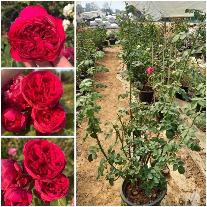 กุหลาบเลื้อย-เรดอีเดน RED EDEN (กระถาง 12 นิ้ว)