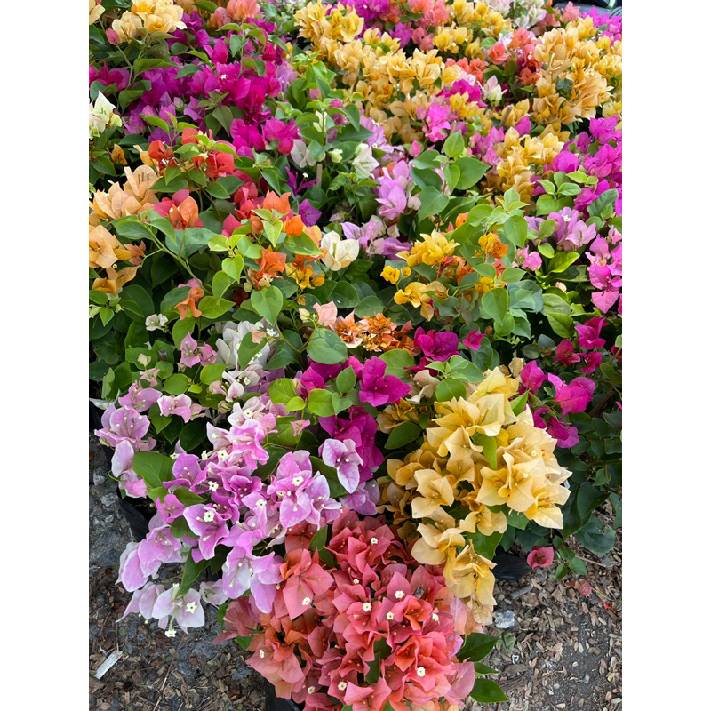 เฟื่องฟ้าราคาส่ง ถุงดำขนาด 4” สูงจากปากถุง 30 cm ขึ้นไป