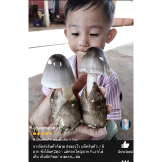 เชื้อเห็ดฟาง เห็ดฟาง 5 ก้อน+อาหารเสริมเห็ด 5 ถุง+แป้งข้าวเหนียว 5 ถุง