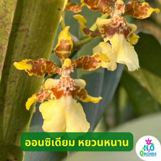 กล้วยไม้ ตุ๊กตาเริงระบำ ออนซิเดียม ONCIDIUM - YUANNAN