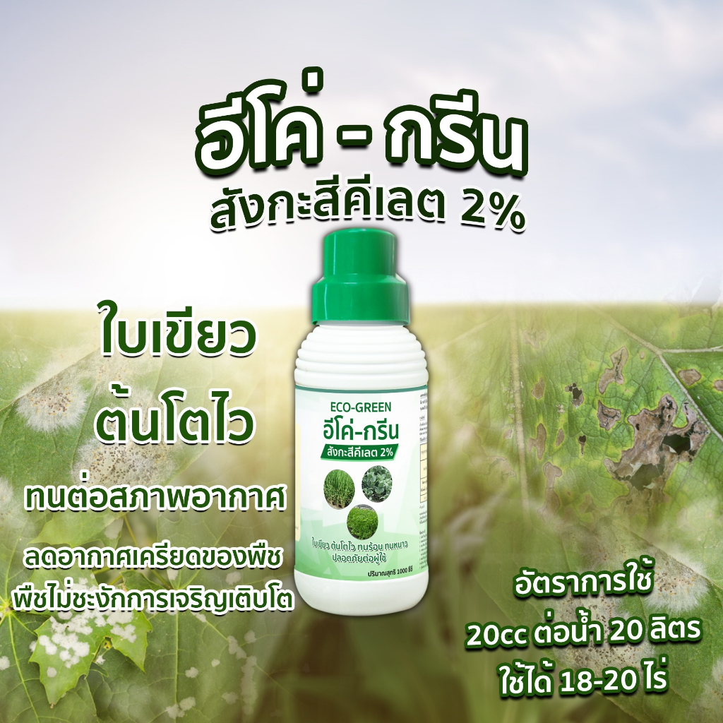 อีโค่กรีน ซิงค์ สังกะสีzn สูตรคีเลต พืชสมบูรณ์ ทนร้อนทนหนาว พืชไม่ชะงักงัน ขนาด 1ลิตร