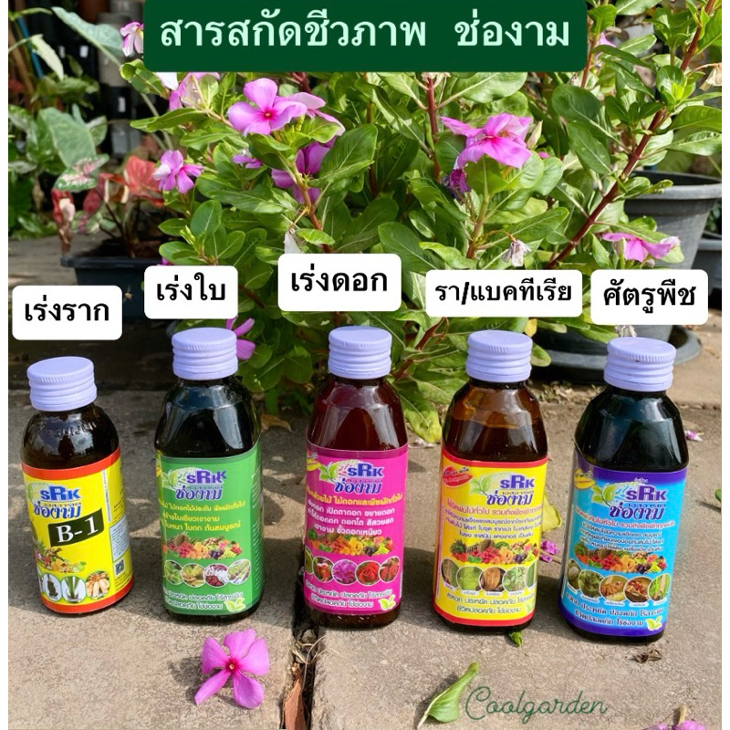 🌿ช่องาม🌿น้ำยาเร่งใบ /เร่งดอก สีสด/ป้องกันศัตรูพืช/ป้องกันเชื้อราและแบคทีเรีย/น้ำยาเร่งราก