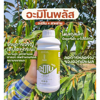 อะมิโนพลัส (อะมิโน+สาหร่าย) สูตรเข้มข้น เร่งการเติบโต เพิ่มผลผลิต