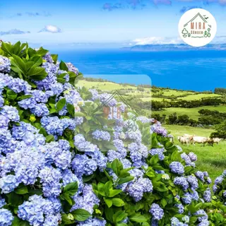 เมล็ดพันธุ์ ดอกไฮเดรนเยีย คละสี (Hydrangea) บรรจุ 10 เมล็ด