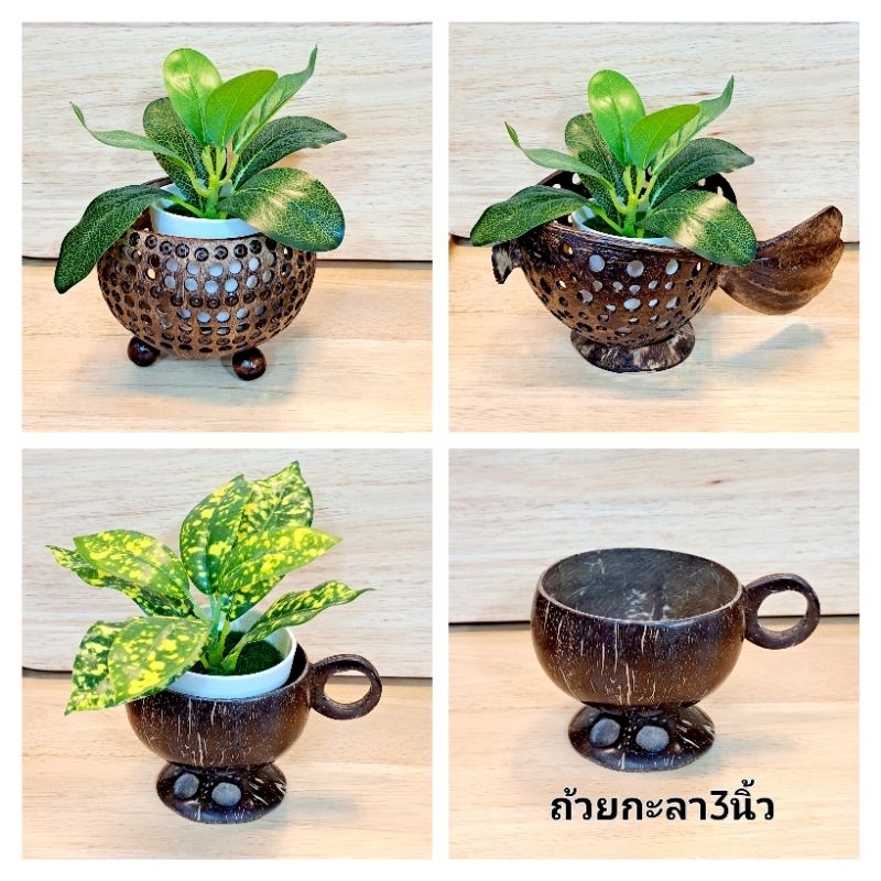 กะลาตกแต่ง ไม้ประดับ กระถางกะลา เชิงเทียนกะลา