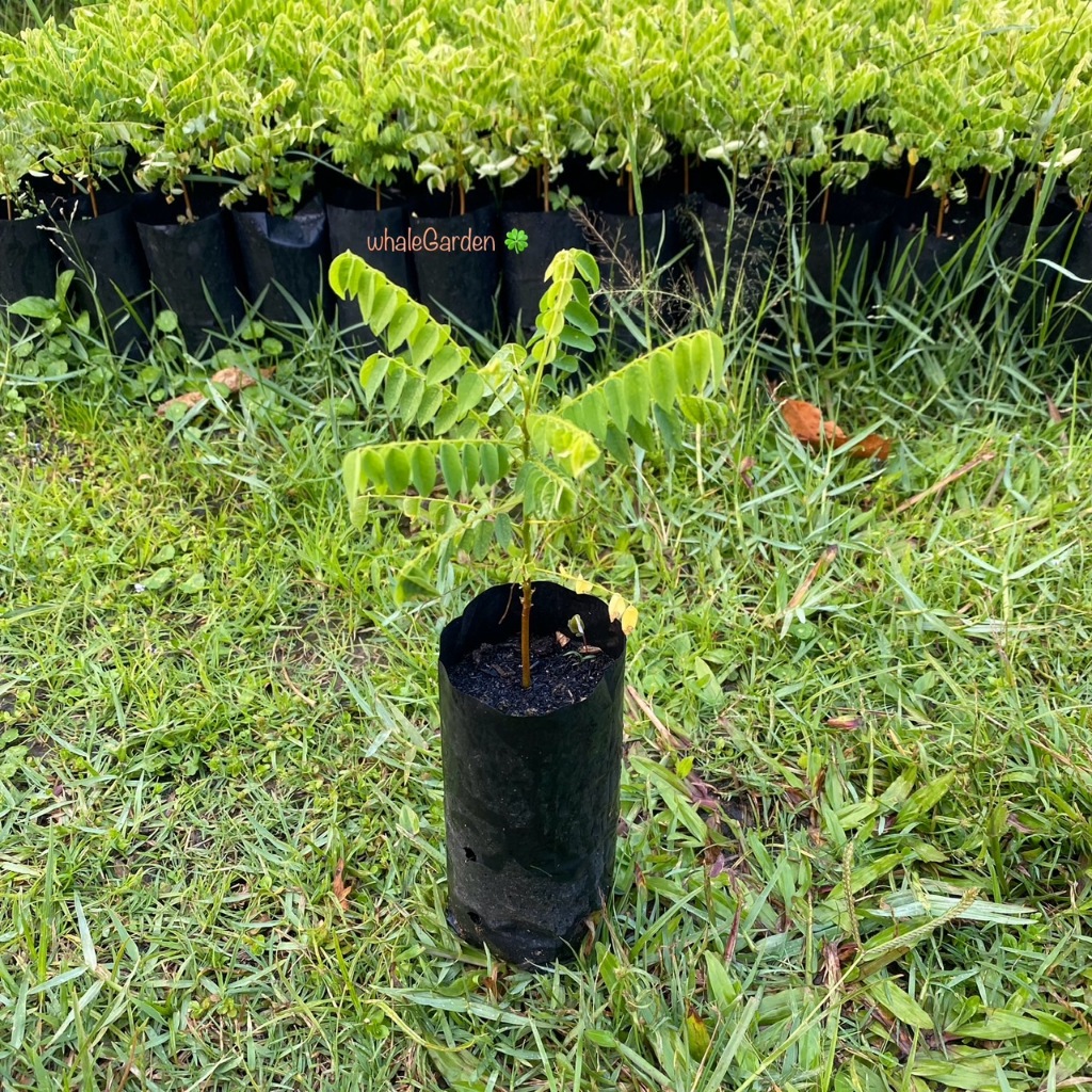 ตะลิงปลิง ต้นตะลิงปลิง เพาะเมล็ด ราคาถูก Bilimbi (รับประกัน ส่งใหม่ฟรี หากสินค้าเเสียหาย!!)