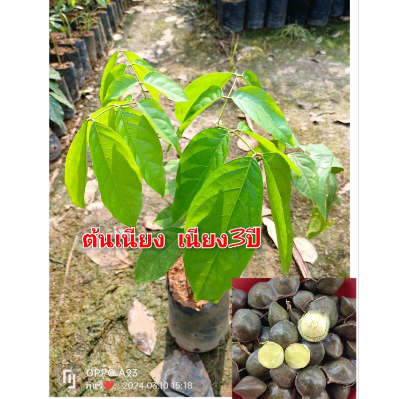 ต้นเนียง เป็นเนียงเบา หรือเนียง3ปี ของดีเมืองใต้ ขายต้นพันธุ์คะ ขนาดต้น30-40ซม.สินค้าพร้อมส่ง