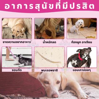 Worafy Flea & Tick กำจัด เห็บ หมัด เหา พยาธิ พยาธิตัวตืด พยาธิแส้ม้า ไข่แมลงวัน รวมถึงปรสิตอื่นๆ