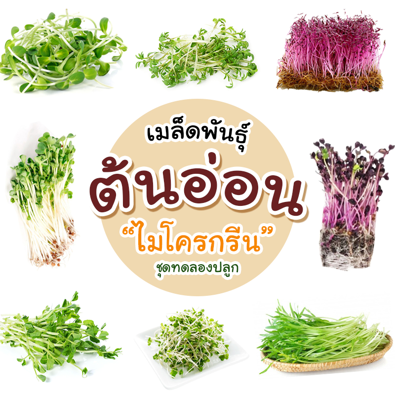 [ติดตามลด 20%] เมล็ดต้นอ่อนไมโครกรีน ผักงอก ขนาดทดลองปลูก