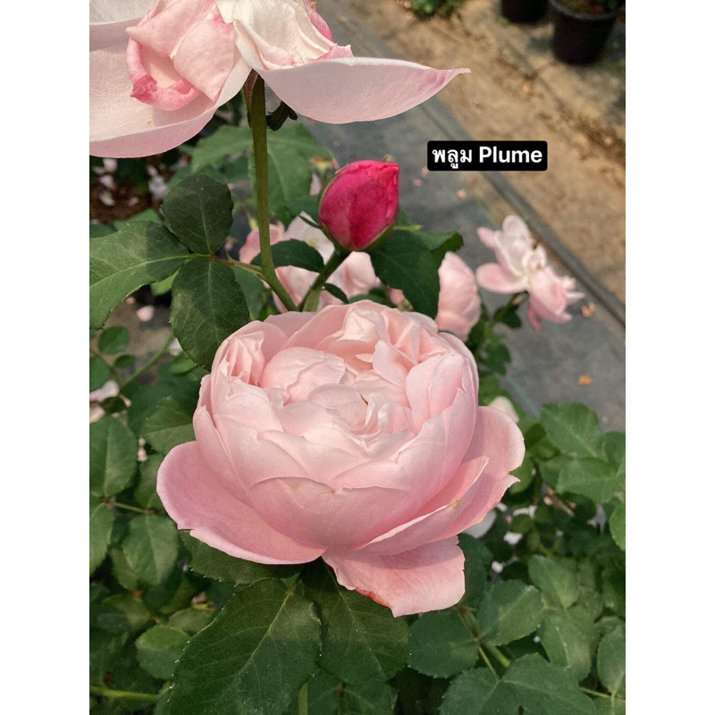 กุหลาบ-พลูม สีชมพู..Plume Pink..ซาลาเปาสีชมพู กลมฟู ดอกใหญ่ หอมแรง