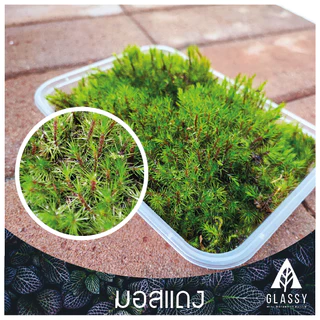 มอสสด พร้อมส่งหลายชนิด Moss จัดสวนขวด จัดตู้ชื้นน้ำตก ตู้ไม้น้ำ Terrarium มอสสดสะอาด