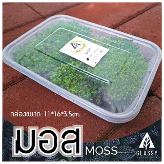 มอสสด พร้อมส่งหลายชนิด Moss จัดสวนขวด จัดตู้ชื้นน้ำตก ตู้ไม้น้ำ Terrarium มอสสดสะอาด
