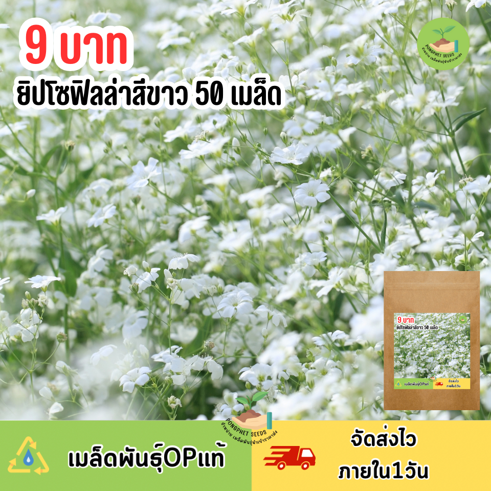 พิเศษ 9 บาท ดอกจิปโซฟิลล่าสีขาว 50 เมล็ด