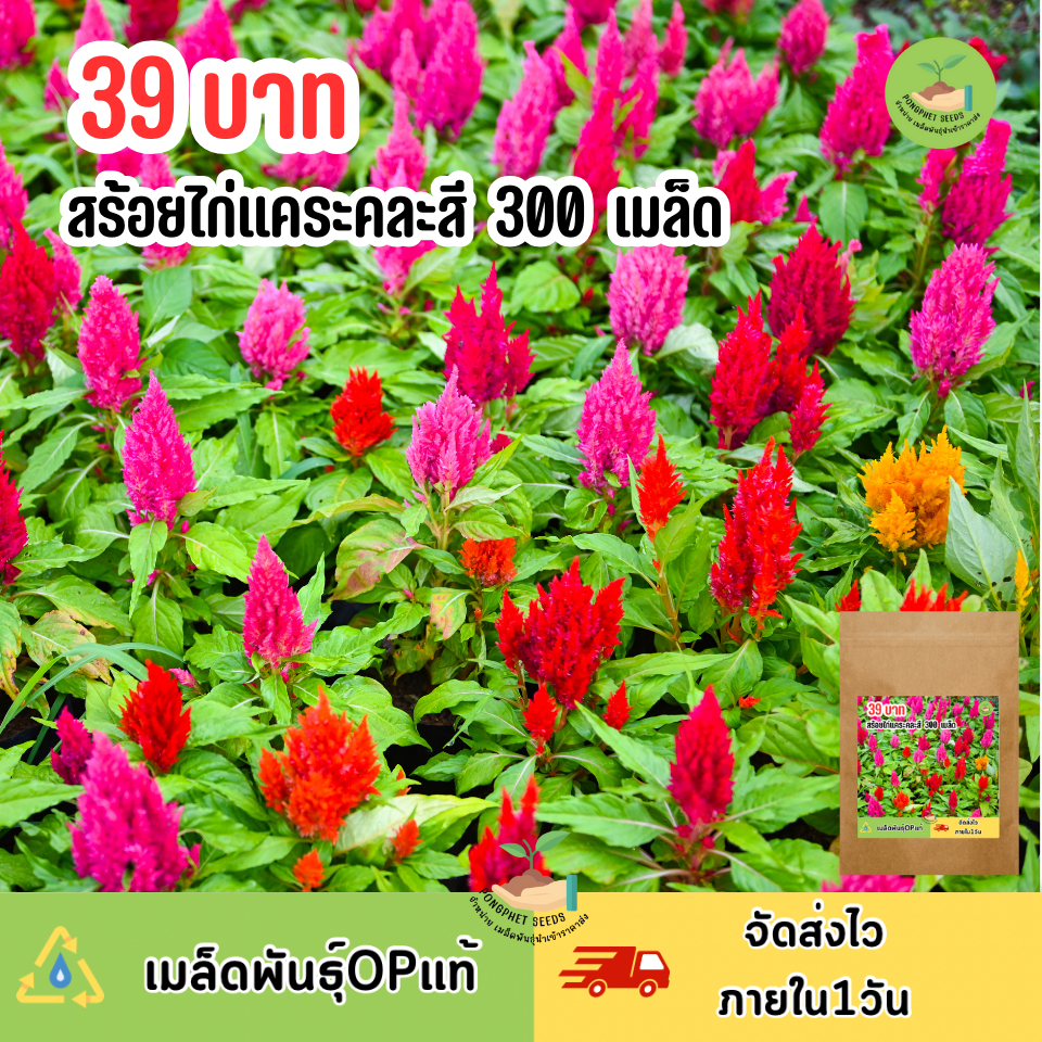 เมล็ดพันธุ์ดอกสร้อยไก่แคระ คละสี 300 เมล็ด