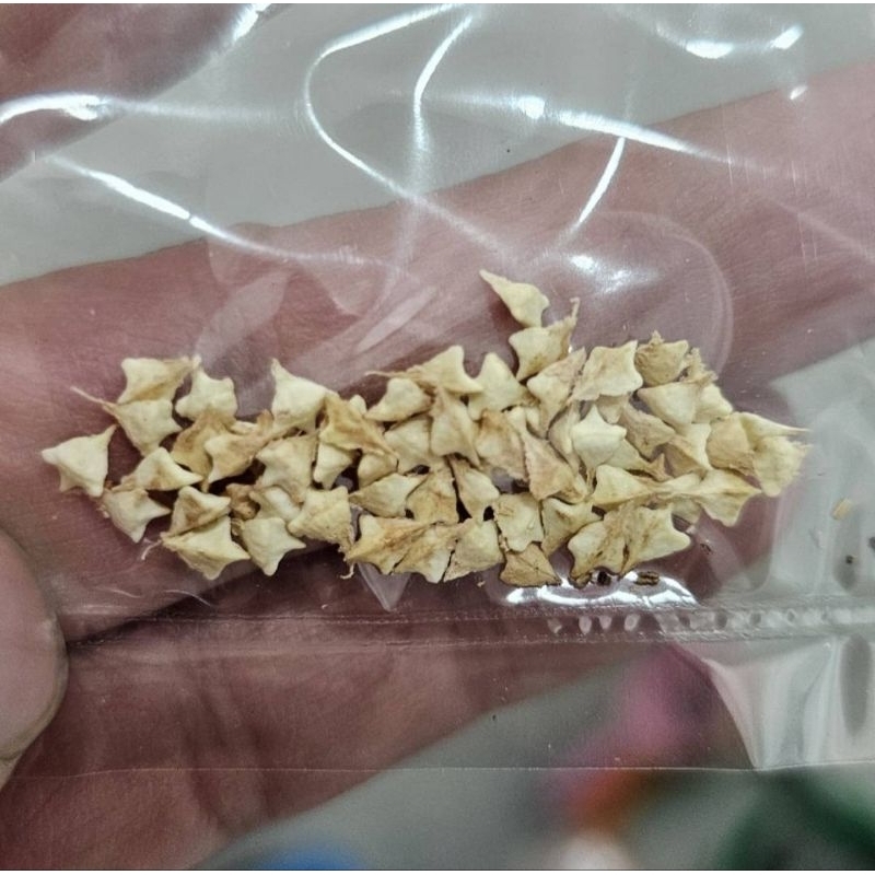 เมล็ด Boswellia sacra หรือ กำยานโอมาน สวนปลูกเอง เก็บ เมษา69
