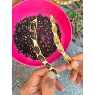 เมล็ดทองหลางน้ำกินใบหายาก(20 เม็ด )***ไม่รับเครมทุกกรณีเพราะค่อนข้างถูกกว่าร้านอื่น1ปีจะมีแค่1ครั้งเท่านั้นขอบคุณค่ะ**