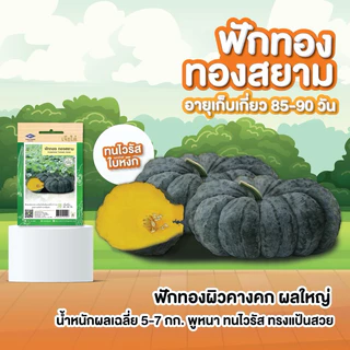 มีครบ! เมล็ดพันธุ์ ฟักทอง เจียไต๋ ทองอำไพ 426 346 ฟักทองญี่ปุ่น ทองอำพัน ทองสยาม สควอช บึงกาฬ