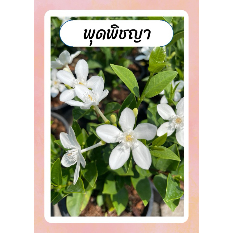 ต้นพุดพิชญา ดอกสีขาว ทนแดด เลี้ยงง่าย ออกดอกทั้งปี กระถาง5-6นิ้ว
