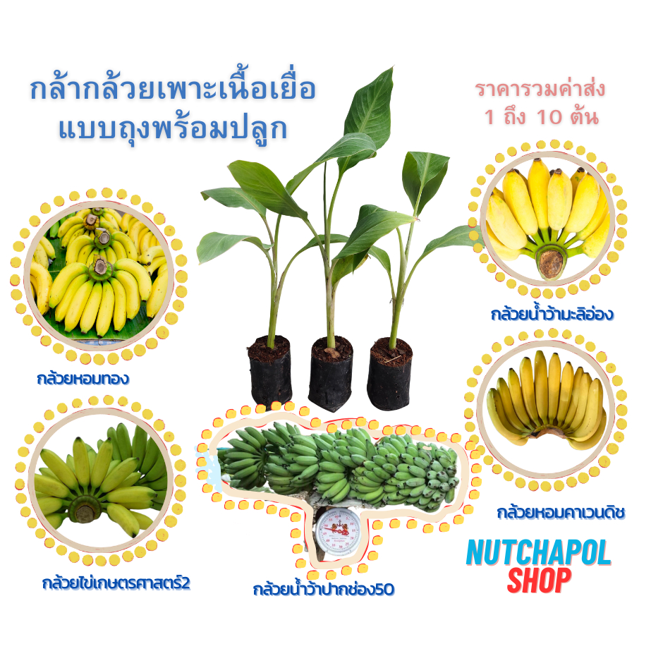 กล้ากล้วยเพาะเนื้อเยื่อ แบบถุงดำพร้อมปลูก แข็งแรงปลอดโรค และหนอนกอ ราคารวมส่งต่อต้น